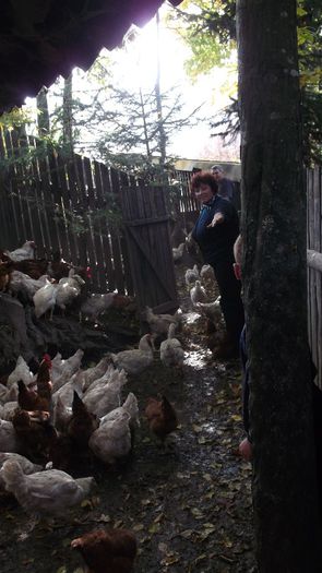 Picture 1443 - SOVATA BAI VARA-TOAMNA