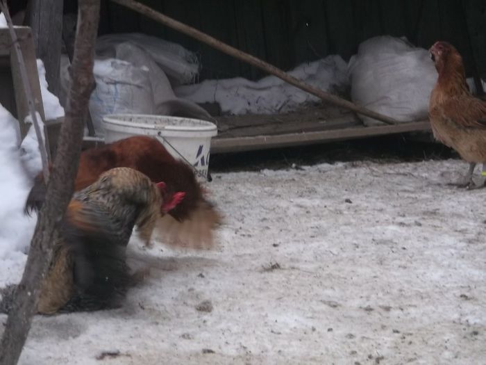 LUPTE DE ......CULISE