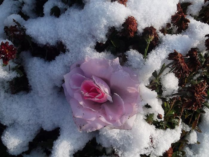 ratacit printre nameti - FLORI DIVERSE