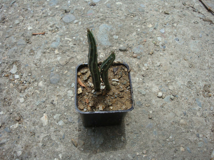 Senecio stapeliformis var. minor G.D. Rowley 1955 - Genul Senecio