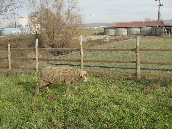 DSC04108 - de vanzare