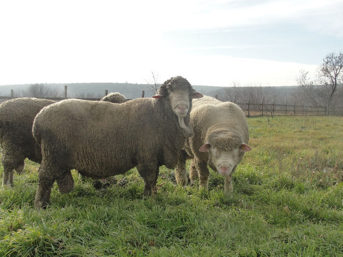 DSC04094 - berbeci merinos si i le de france