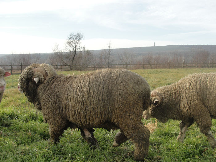 DSC04095 - berbeci merinos si i le de france