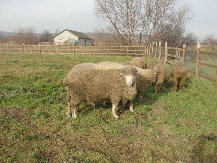 DSC04101 - berbeci merinos si i le de france