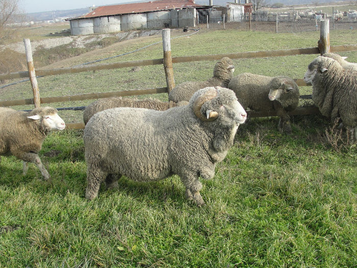 DSC04112 - berbeci merinos si i le de france