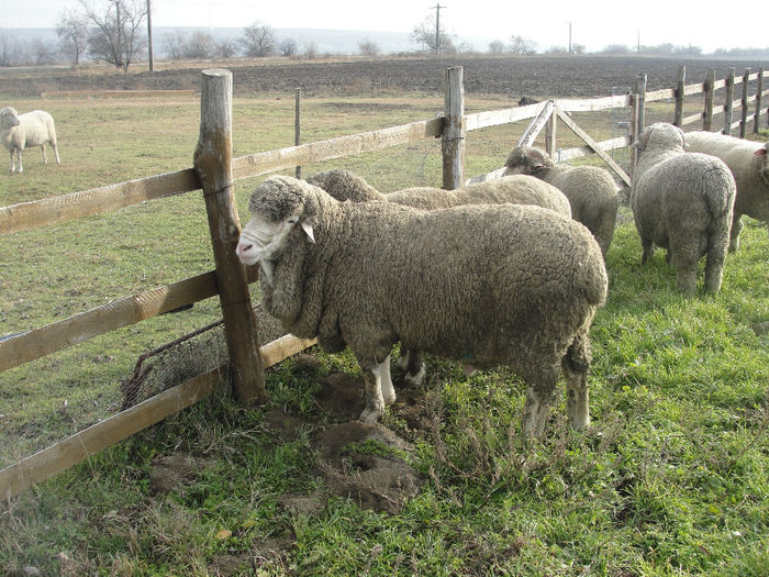 DSC04114 - berbeci merinos si i le de france