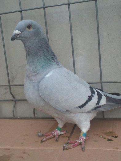 FEMELA- 2013