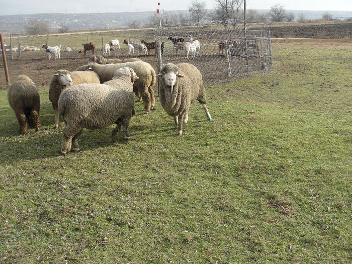 DSC04185 - berbeci merinos si i le de france