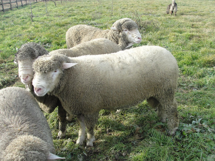 DSC04145 - berbeci merinos si i le de france
