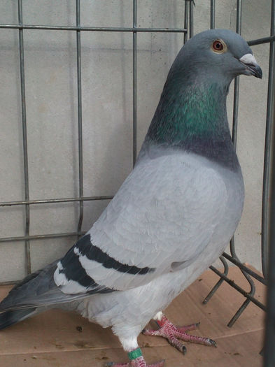 MASCUL- 2013