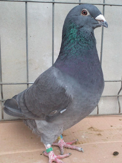 MASCUL- 2013