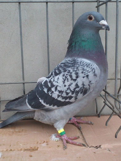 MASCUL- 2013