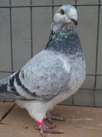 FEMELA- 2013