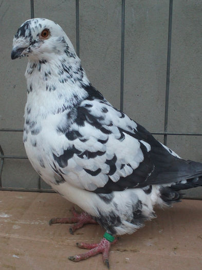 MASCUL- 2013