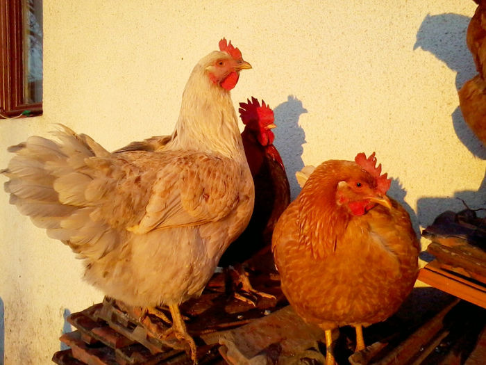 Gaini - Gaini si Cocosi Comuni