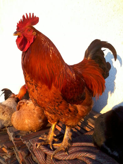 Cocos - Gaini si Cocosi Comuni