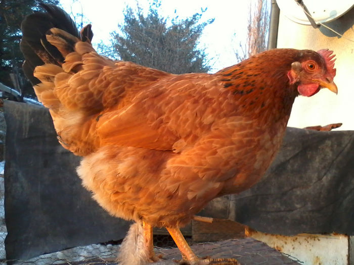 Gaina - Gaini si Cocosi Comuni