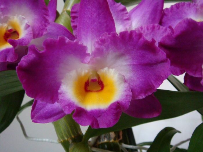 28.12.2013 - Dendrobium Comet King Akatsuki