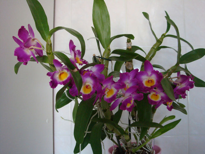 28.12.2013 - Dendrobium Comet King Akatsuki