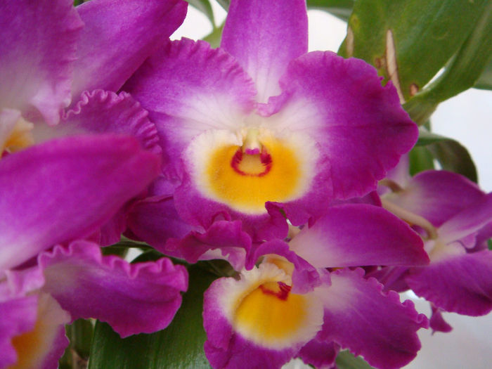 DSC07262 - Dendrobium Comet King Akatsuki