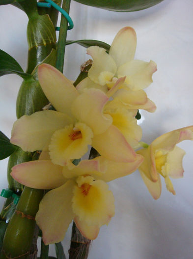 28.12.2013 - Dendrobium Midas Princess