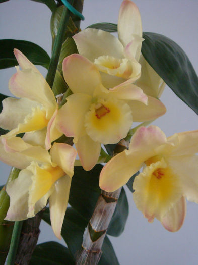 28.12.2013 - Dendrobium Midas Princess