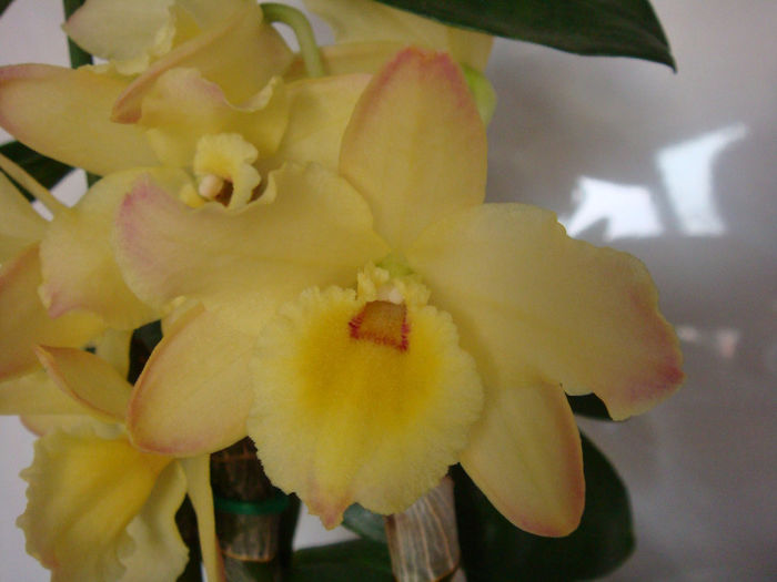 28.12.2013 - Dendrobium Midas Princess