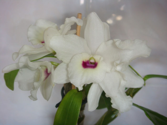 28.12.2013 - Dendrobium To My Kids