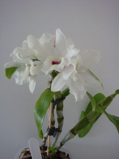 DSC07226 - Dendrobium To My Kids