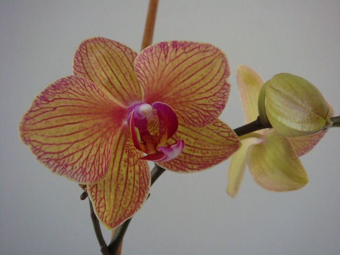 DSC07284 - Phalaenopsis