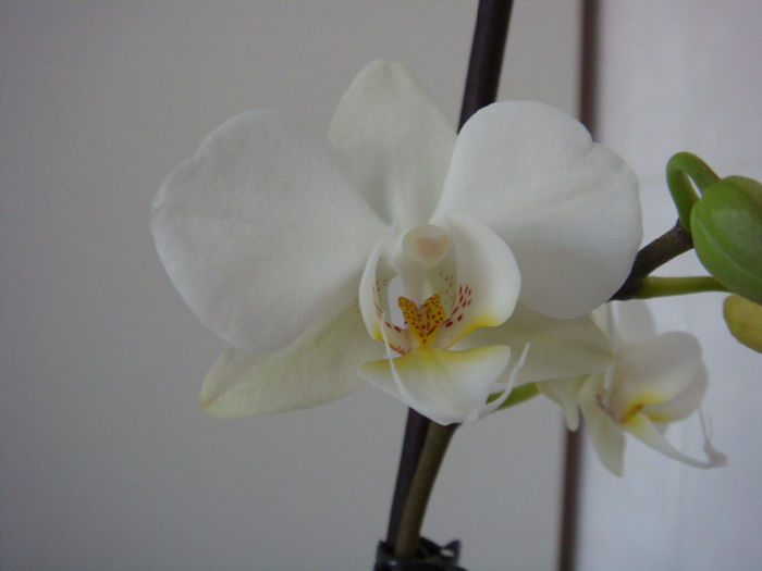 DSC07281 - Phalaenopsis