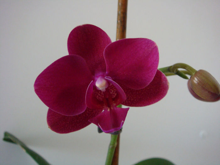 DSC07283 - Phalaenopsis