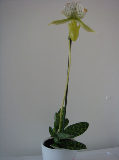 28.12.2013 - Paphiopedilum Clair de Lune