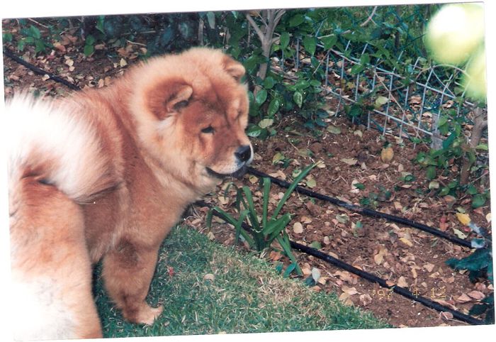 scan0044 - csilla- o superba catelusa chow-chow de care ne-am bucurat numai un an