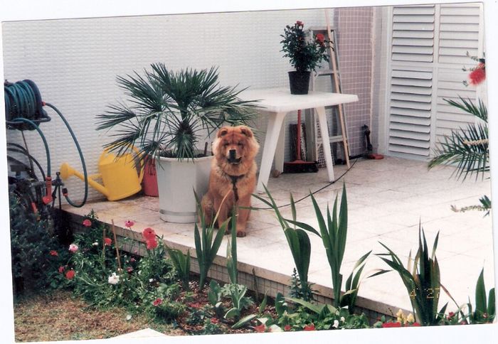 scan0050 - csilla- o superba catelusa chow-chow de care ne-am bucurat numai un an