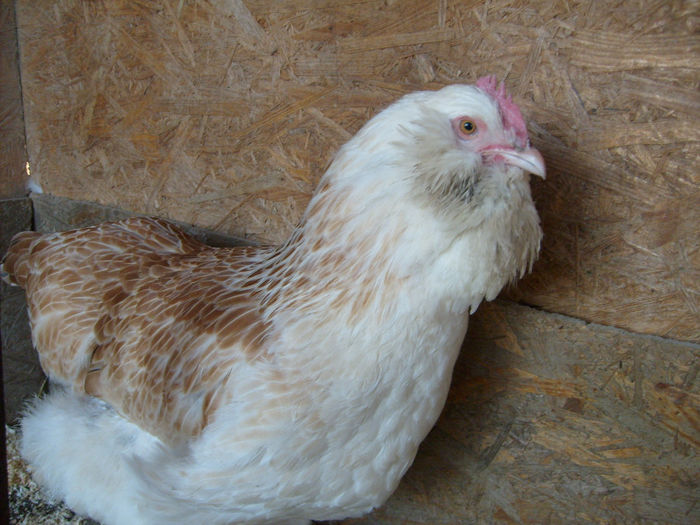 ... - A1 - Faverolles Salmon - Deutsche Lachshuehner - RASA MEA FAVORITA