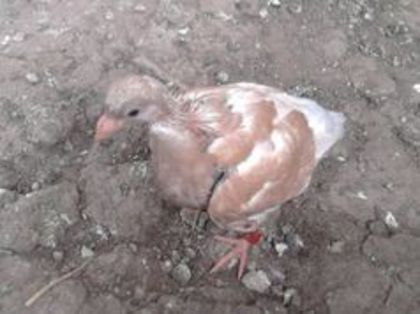 92648306_UITFWMU - pui mei 2013