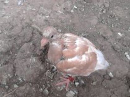 92648310_QOHCUXI3 - pui mei 2013