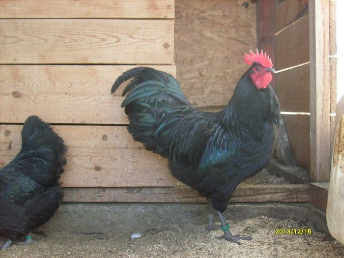 campionul meu - AUSTRALORP