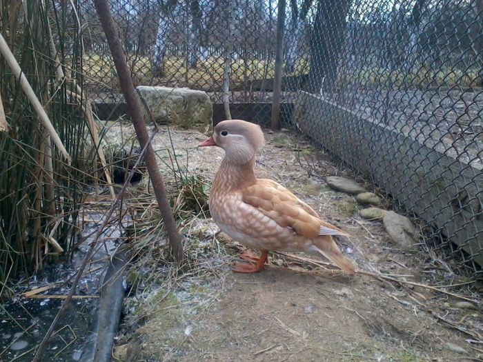 Rata Mandarin Galbena; 2013-12-05 11.32.37
