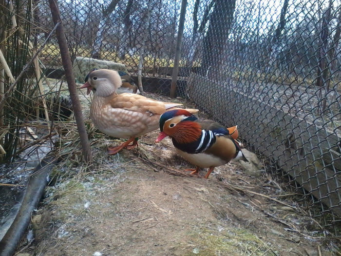Rate mandarin; 2013-12-05 11.33.38
