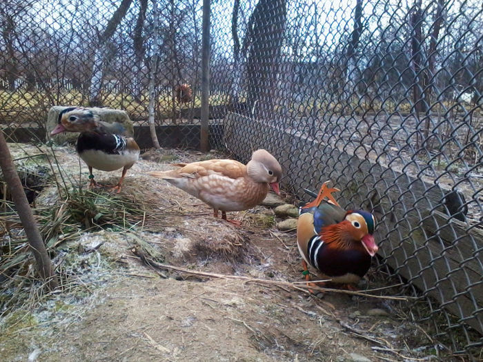 Rate mandarin; 2013-12-05 11.35.40
