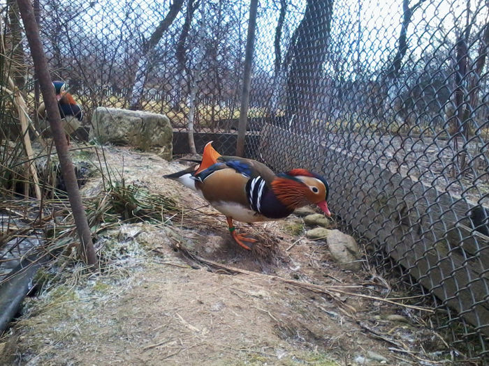 Rate mandarin; 2013-12-05 11.36.05
