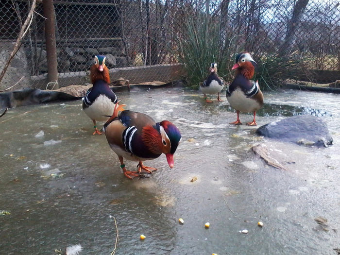 Rate mandarin; 2013-12-05 11.37.30
