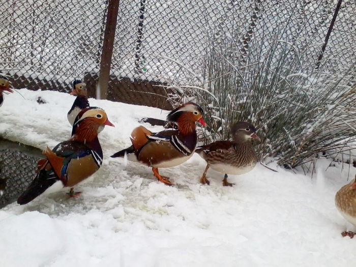 Rate mandarin; 2013-12-06 12.40.49
