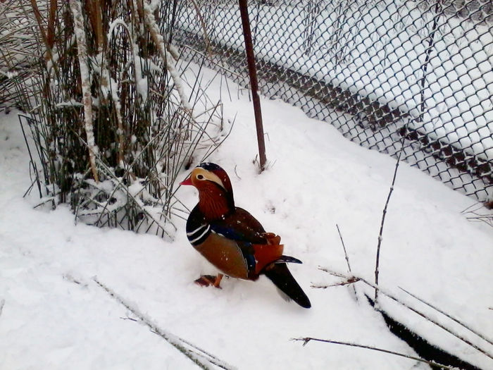 Rate mandarin; 2013-12-06 12.41.02
