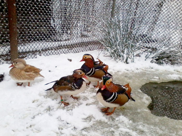 Rate mandarin; 2013-12-06 12.43.21
