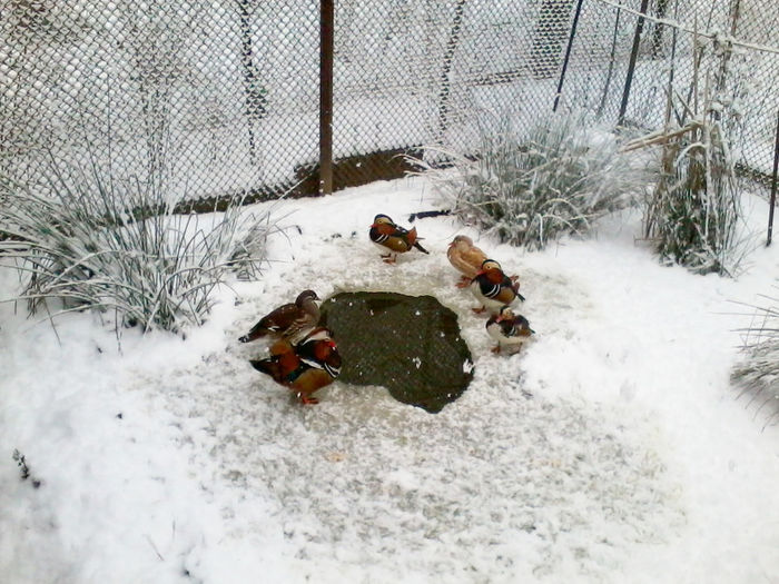 Rate mandarin; 2013-12-06 12.54.05
