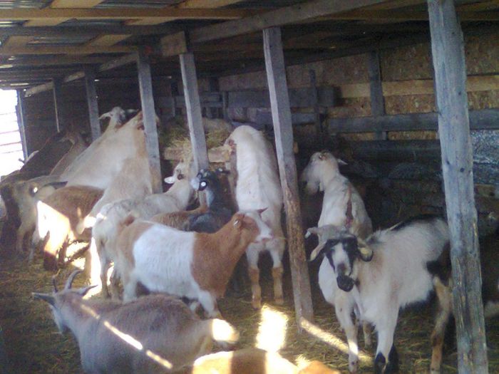 Picture 602 - deratizare in adapost decembrie 2013