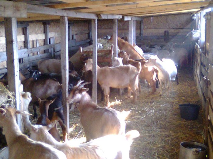 Picture 606 - deratizare in adapost decembrie 2013